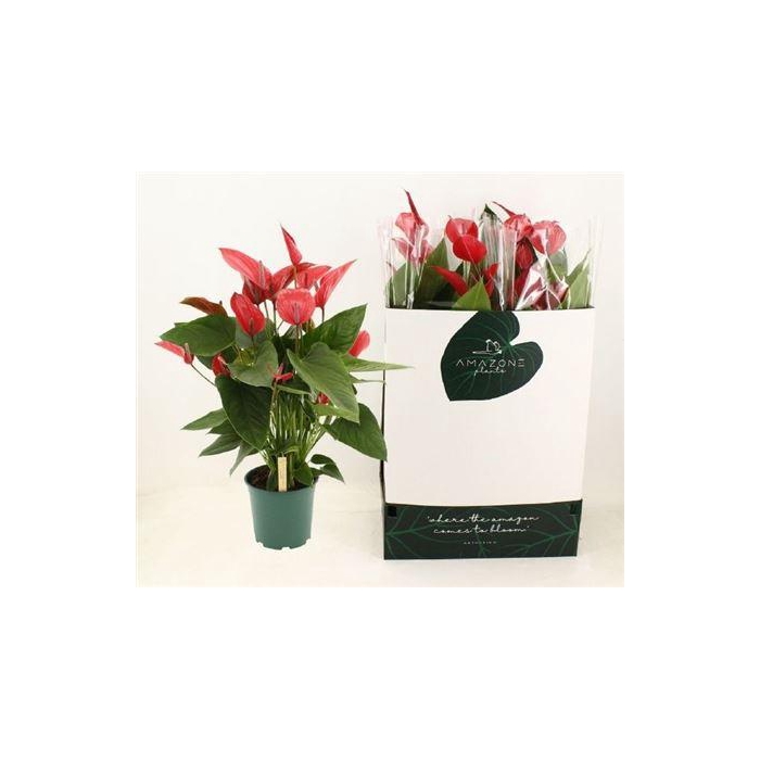 <h4>** Anthu Melodia Ibis 8-10 + ** Winter Promo **</h4>