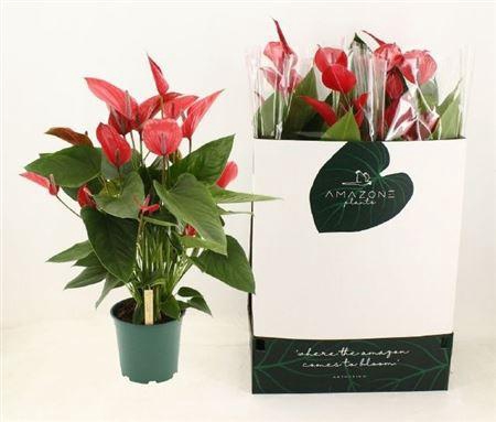 ** Anthu Melodia Ibis 8-10 + ** Winter Promo **