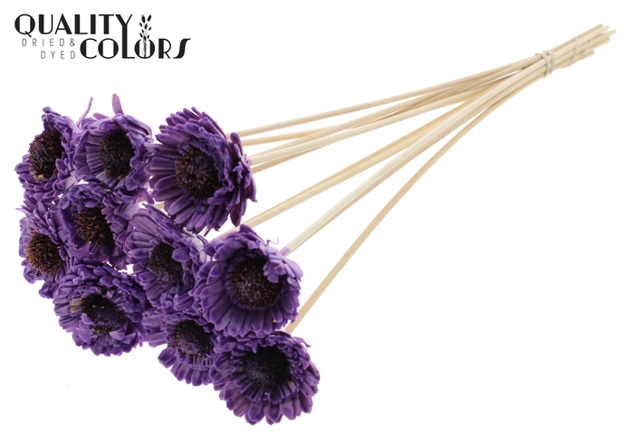 Shola Daisy Sunflower 6cm on stem Wax Milka