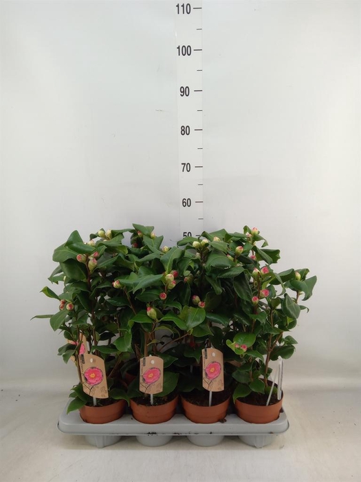 <h4>Camellia japonica 'Dr King'</h4>