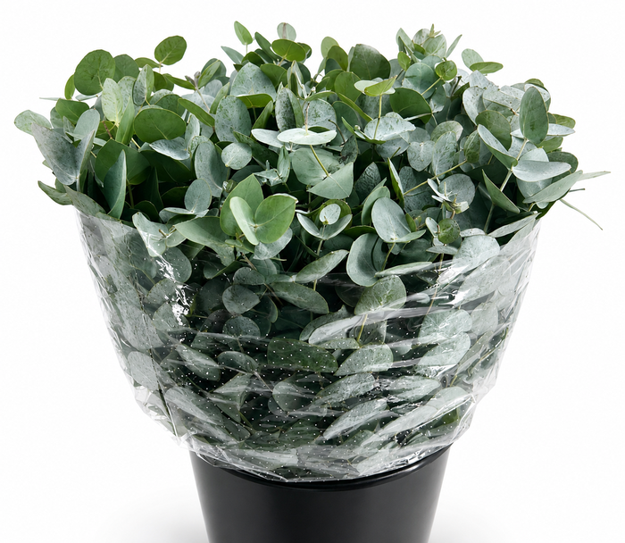 <h4>Euc. Cinerea Azur Riviera Short</h4>