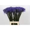 Agapanthus Dr Brouwer