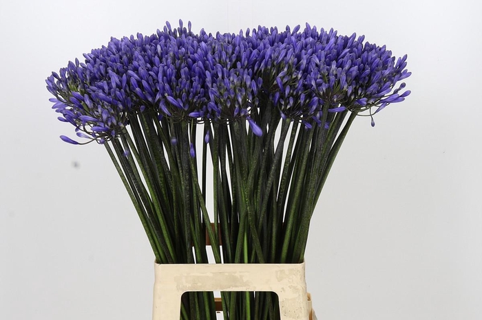 <h4>Agapanthus Dr Brouwer</h4>