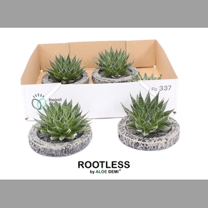 ALOE AR MAGIC