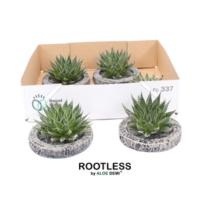 ALOE AR MAGIC