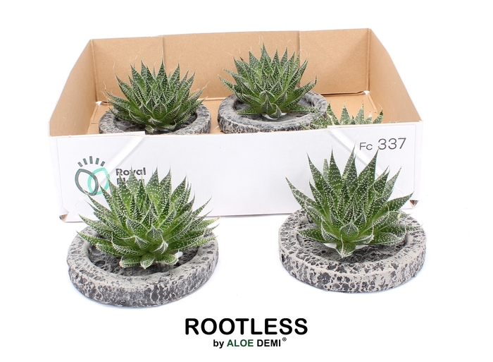 <h4>ALOE AR MAGIC</h4>
