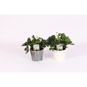 Helleborus n. Christmas Carol in pot grijs en wit