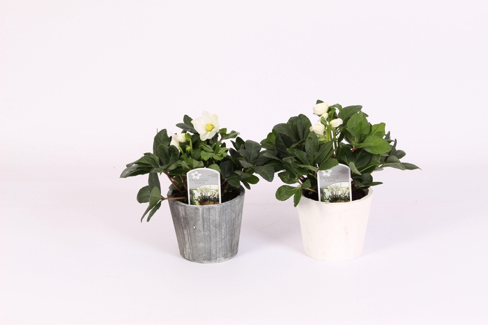 <h4>Helleborus n. Christmas Carol in pot grijs en wit</h4>
