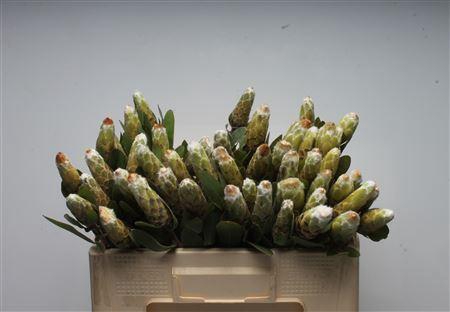 <h4>PROTEA MUNDIA</h4>