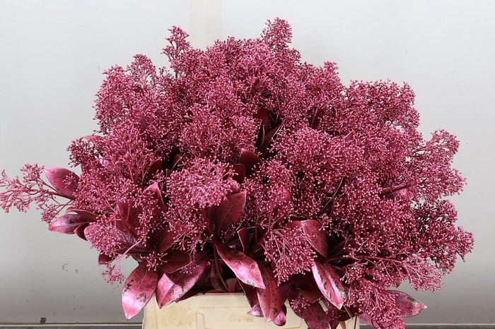 <h4>Skim Ov Bs Klb Metal Rood</h4>