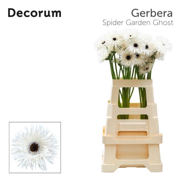 <h4>Gerbera Spider Garden Ghost Water x40 Lang</h4>