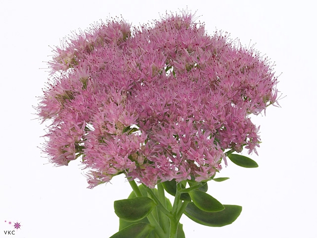 Sedum Light Pink