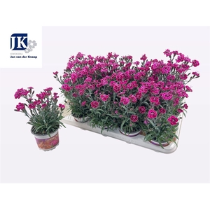 Dianthus Diantica Purple Wedding