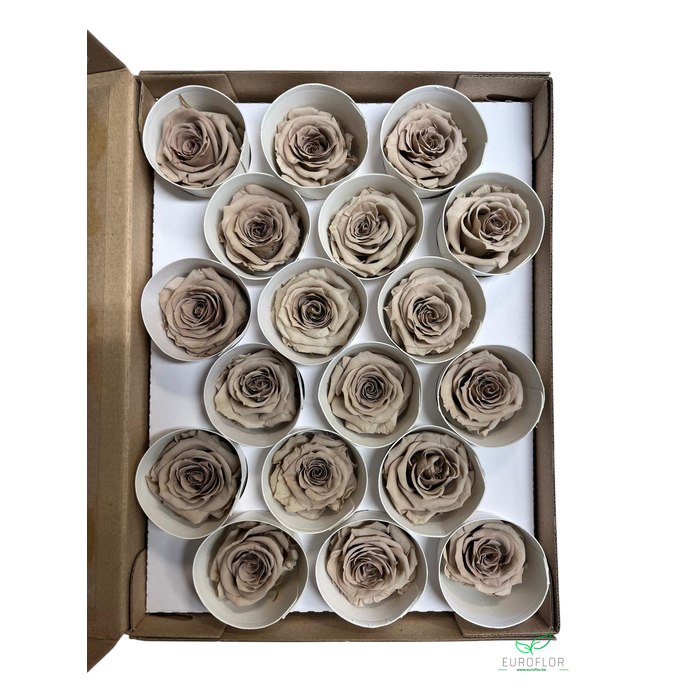 <h4>PRESERVED ROSES XS CHO-89</h4>
