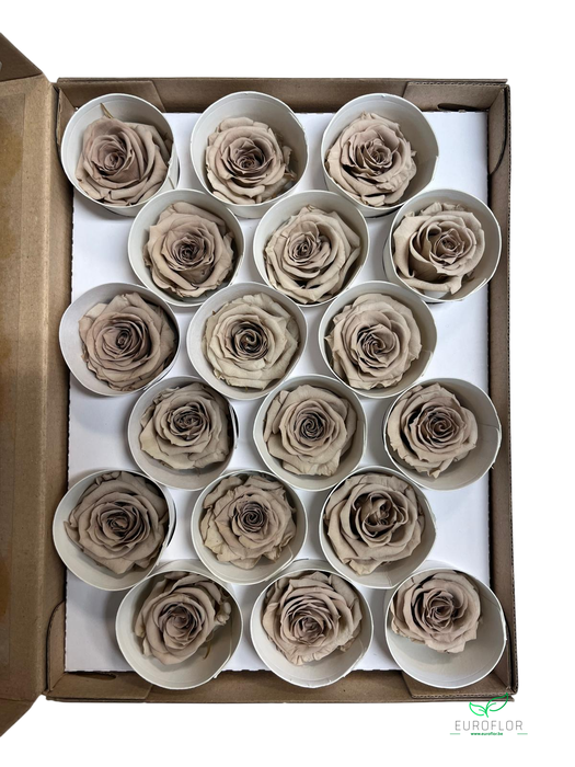 PRESERVED ROSES XS CHO-89