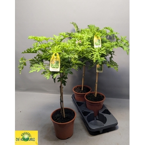 PEL GRAV LEMON TREE