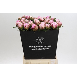 Paeonia Sarah Bernhardt