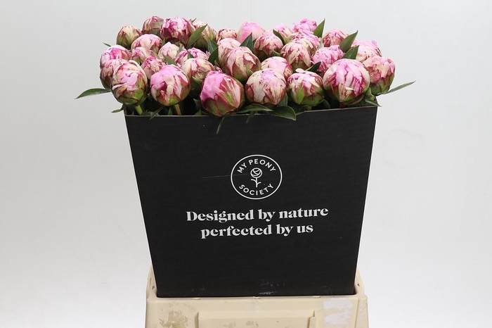 <h4>Paeonia Sarah Bernhardt</h4>