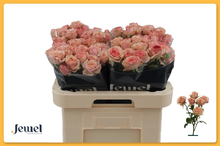 <h4>R TR DESTINI</h4>