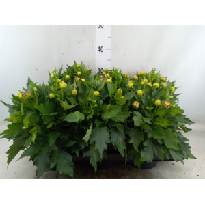 Dahlia  'Hypnotica Tropc Bree'