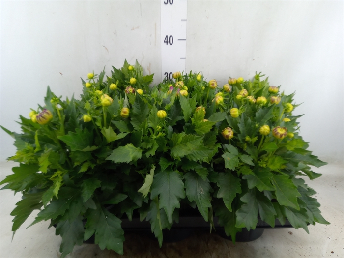 <h4>Dahlia  'Hypnotica Tropc Bree'</h4>