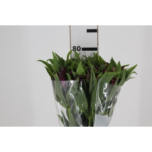 ALSTROEMERIA POMPEII 080 CM