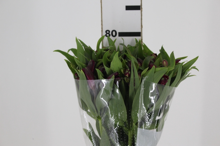 <h4>ALSTROEMERIA POMPEII 080 CM</h4>