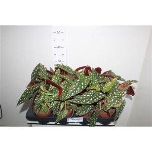 ** Beg Ps Silver Spot **