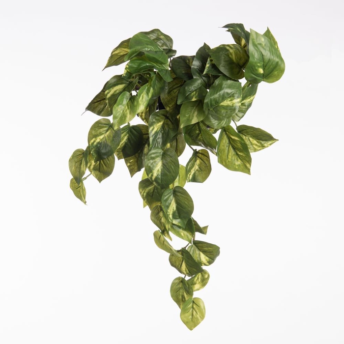 <h4>Af Hangpl Pothos Groen X8 42cm</h4>