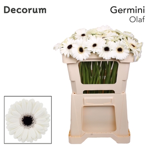 Germini Olaf Water x60