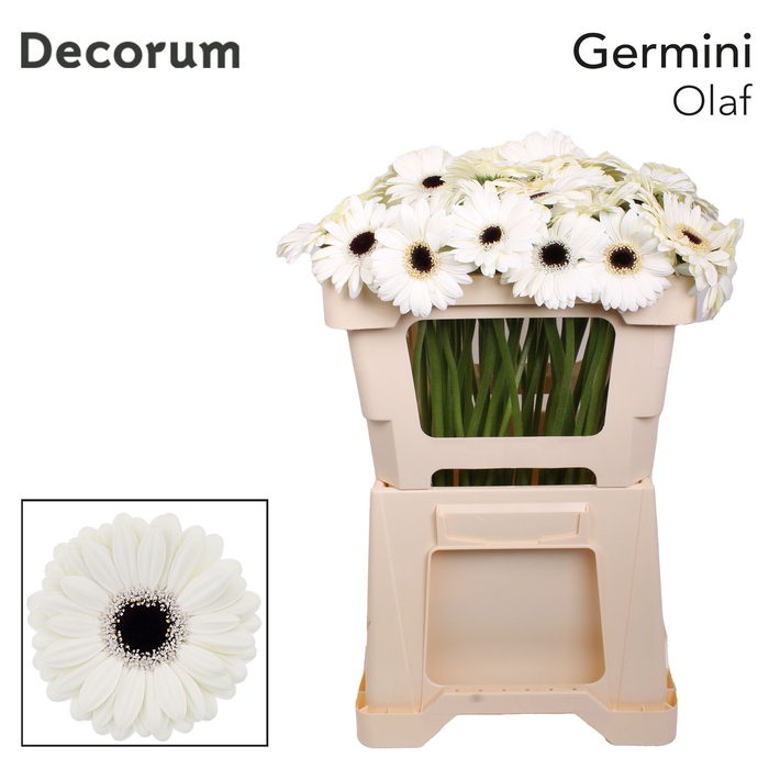 <h4>Germini Olaf Water x40</h4>