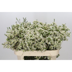 Chamelaucium Ivory Pearl