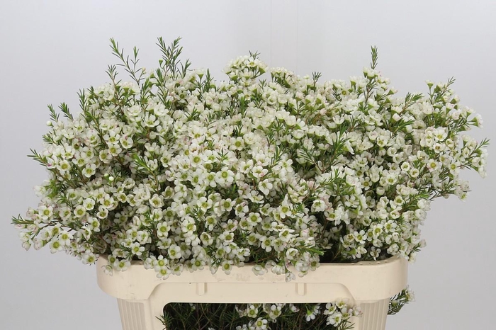<h4>Chamelaucium Ivory Pearl</h4>