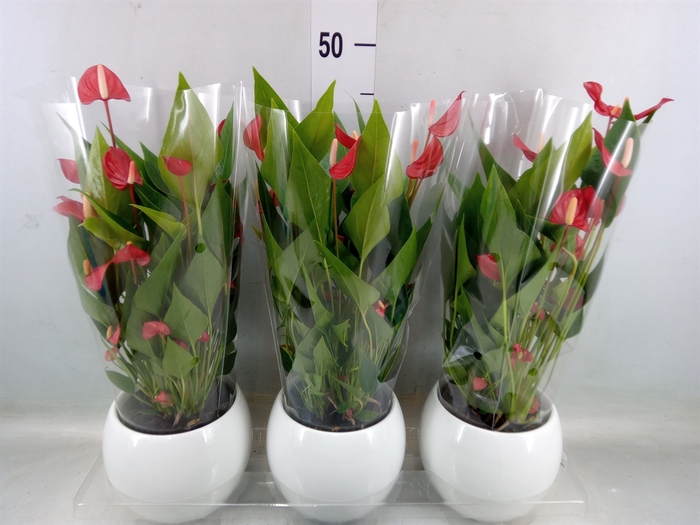 <h4>Anthurium andr. 'Mill Flowers Red'</h4>