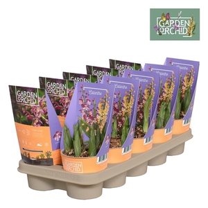 Calanthe met potcover 12 cm 6+ scheuten