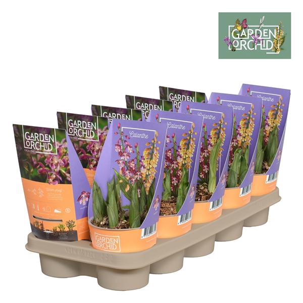 <h4>Calanthe met potcover 12 cm 6+ scheuten</h4>