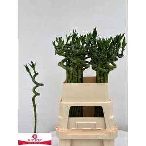 Dracaena Lucky Bamboo