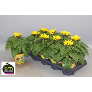 Helianthus annuus Sunsation 13Ø 30cm