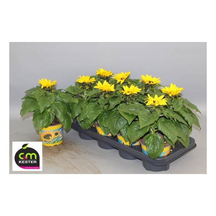 <h4>Helianthus annuus Sunsation 13Ø 30cm</h4>