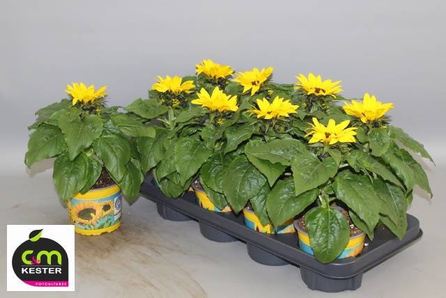 Helianthus annuus Sunsation 13Ø 30cm