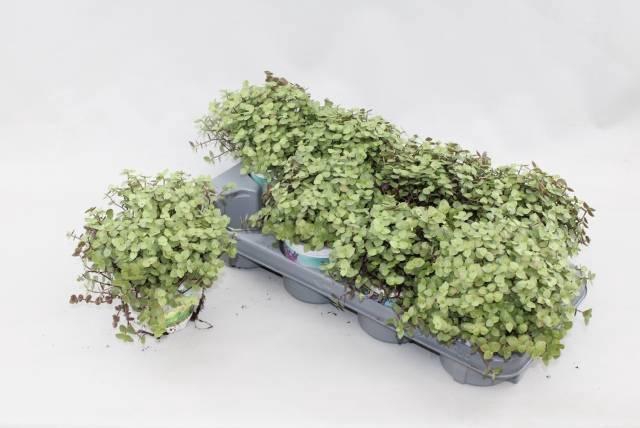 <h4>CALLISIA REPENS</h4>