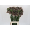 Allium Nectaroscordum Siculum