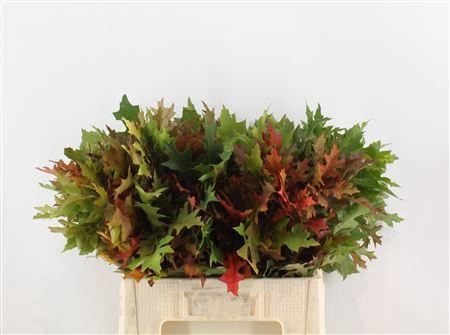 <h4>QUERCUS PALUSTRIS</h4>