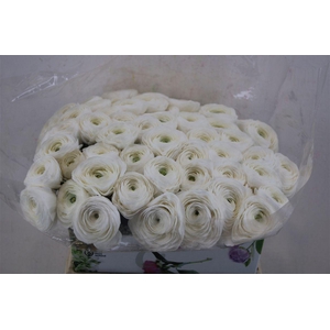 Ran Cloni 1 White Succes