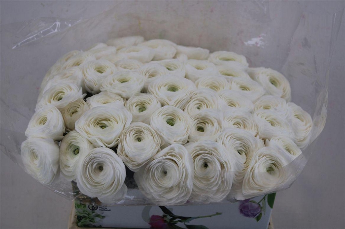 <h4>Ran Cloni 1 White Succes</h4>