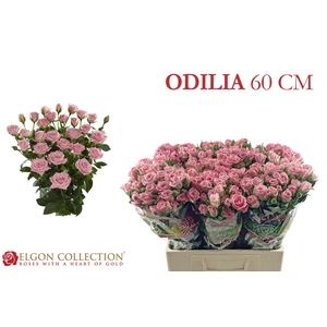 Rosa spray odilia