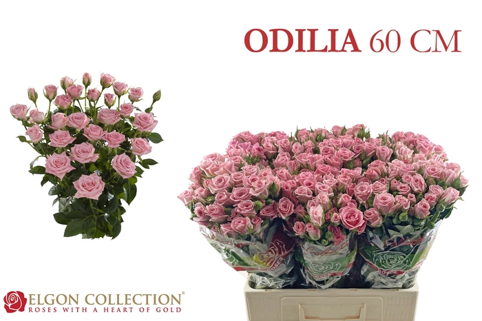 <h4>Rosa spray odilia</h4>