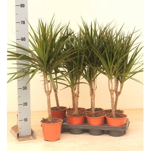 DRA MARGINATA
