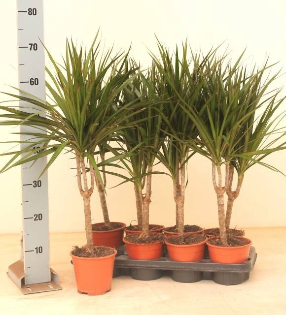 <h4>DRA MARGINATA</h4>