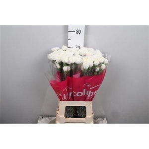 Di St Moonlight White